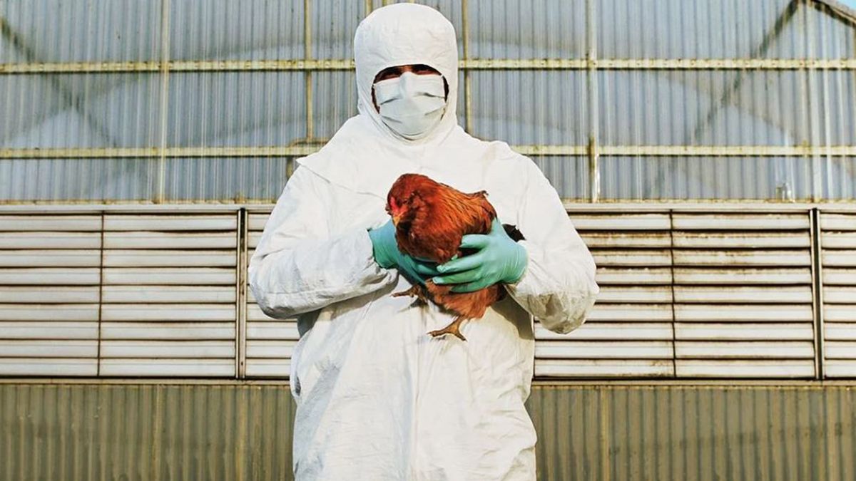 Gripe aviar en Argentina