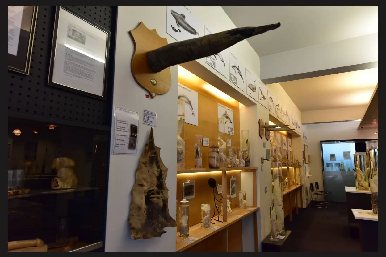 Pene de cetáceo en el Museo del Pene de Islandia