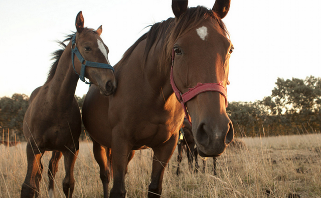 Brote de Encefalomielitis Equina