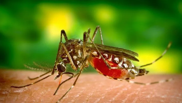Dengue en Argentina