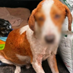 Zoofilia a los 15 años: un pibe filmó a otro abusando de un perro y acabó en Facebook